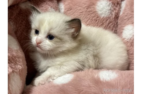 成約済の三重県のラグドール-105082の3枚目